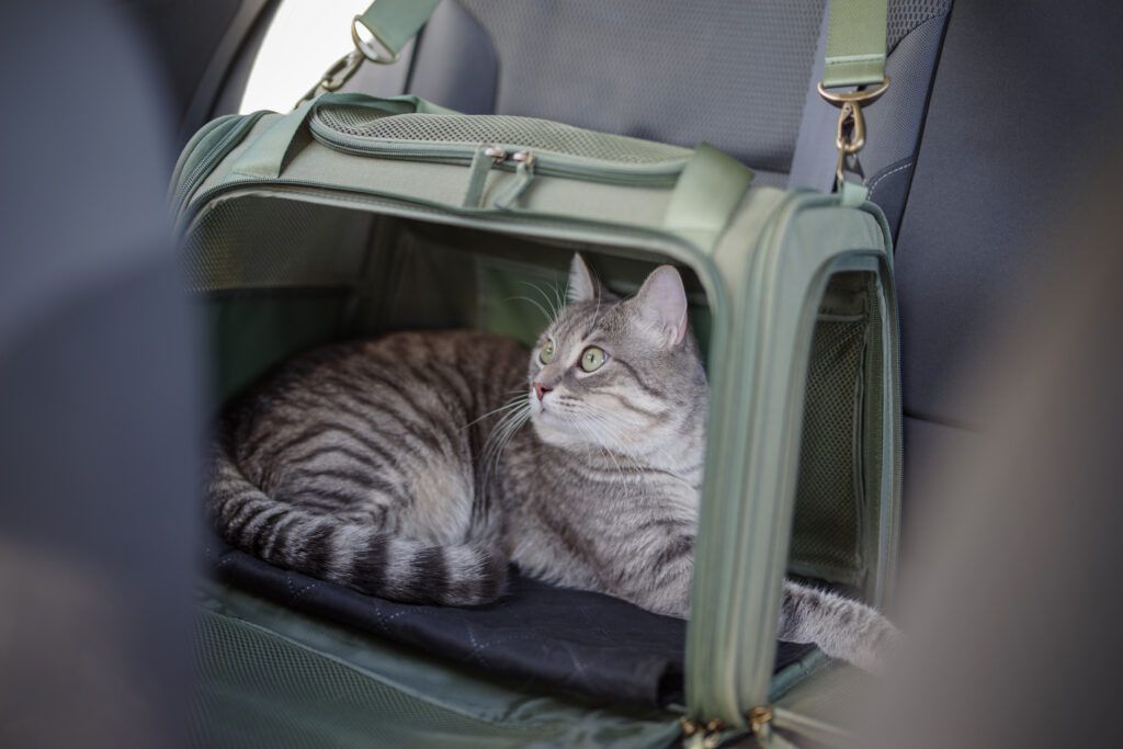 blog 1.7 -Keeping Your Pets Safe While Driving and Home Alone